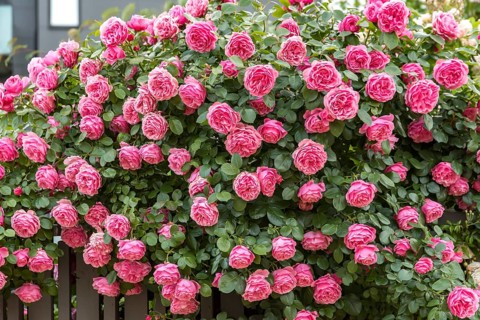 Bedding rose (Rosa LEONARDO DA VINCI), Wethavn, Sweden