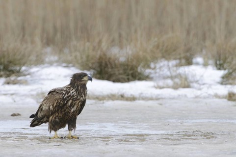 White-tailed Eagle (Haliaeetus albicilla), Mecklenburg-Western Pomerania, Germany