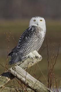 Snowy Owl (Bubo scandiacus), Ontario, Canada