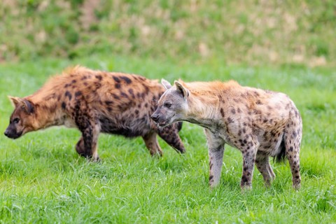 Two adult spotted hyenas (Crocuta crocuta), one male and one female, stand in a green meadow
