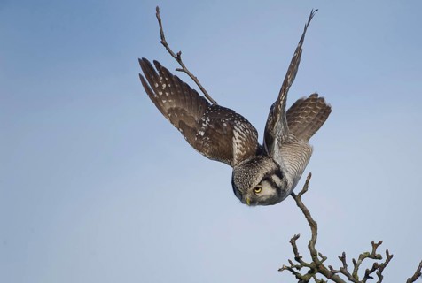 Northern Hawk-Owl (Surnia ulula), Saxony, Germany