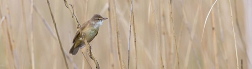 Reed warbler, (Acrocephalus arundinaceus), reedbed perch, biotope, habitat, animals, birds,