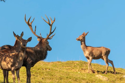 A red deer stag (Cervus elaphus) and two hinds stand in a meadow, watching a hind approaching them.