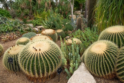 Close-up of large, round cacti surrounded by various succulents, Princess of Wales Conservatory,