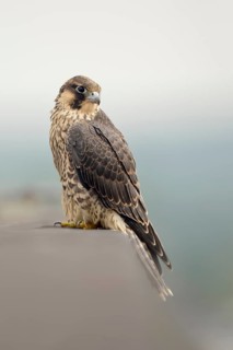 Peregrine Falcon (Falco peregrinus) young male, North Rhine-Westphalia, Germany