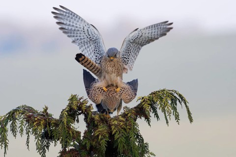 Common Kestrel (Falco tinnunculus) pair mating, Saxony, Germany