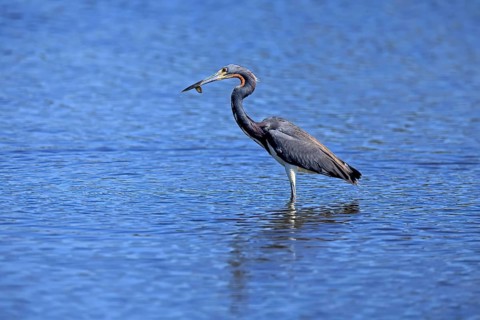 Tricoloured Heron (Egretta tricolor), adult, in the water, foraging, feeding, Merritt Island, Black