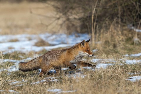 One red fox, Vulpes vulpes, running over a meadow with tall dry grass on a sunny day