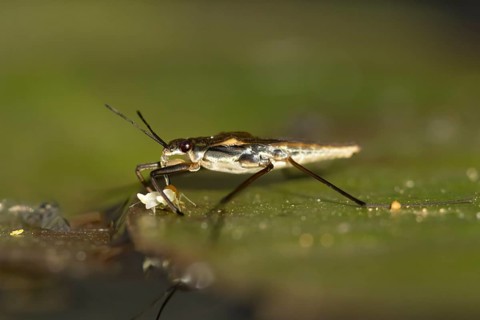 Common pond skater (Gerris lacustris) adult insect feeding on a Whitefly on a water lily pad or