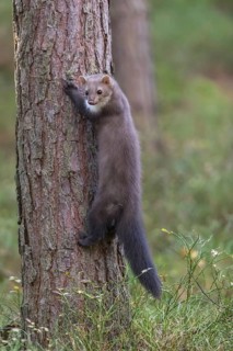 One beech marten (Martes foina) climbing up a tree. Trees and undergrowth in the background
