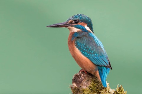 Common Kingfisher (Alcedo atthis), Mecklenburg-Western Pomerania, Germany