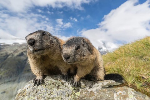 Two Alpine Marmots, Marmota marmota, sitting on a rock. Frontal portrait. Green grass around,