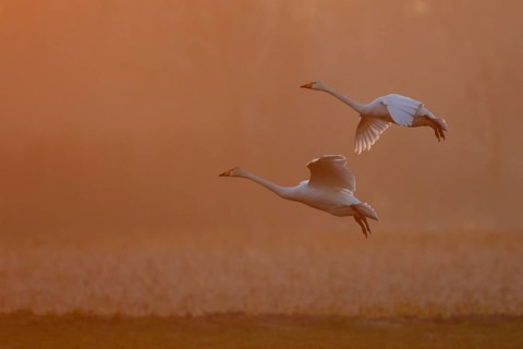 Whooper Swan (Cygnus cygnus) flying, North Rhine-Westphalia, Germany