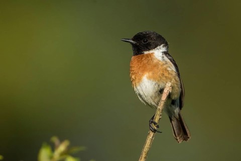 European Stonechat (Saxicola rubicola) male, Baden-Wuerttemberg, Germany