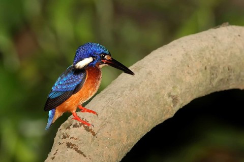 Blue-eared Kingfisher (Alcedo meninting), Borneo, Malaysia