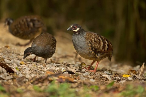 Malaysian Partridge (Arborophila campbelli), Pahang, Malaysia