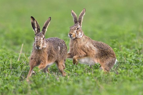 European hare, (Lepus europaeus), animals, mammals, hare, hare family, field, two, Lake Neusiedl,