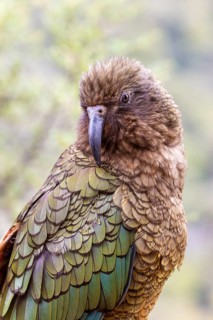 Kea (Nestor notabilis), Fiordland National Park, New Zealand