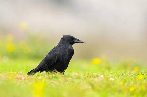 Common raven (Corvus corax) on a flowering meadow in autumn, Pyrenees, Catalonia, Spain