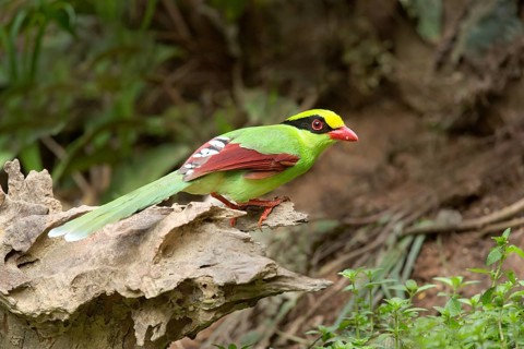 Common Green Magpie (Cissa chinensis chinensis), Yunnan, China