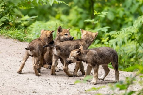 A group of wolf pups interact on a sandy path surrounded by green forest nature, European grey gray