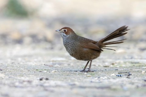Rufous Bristlebird (Dasyornis broadbenti) perched on the ground, Victoria, Australia