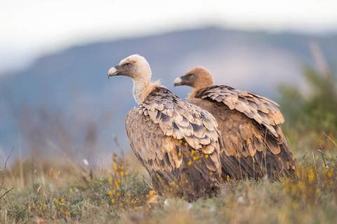 Griffon Vulture (Gyps fulvus) sitting on a meadow in autumn, Pyrenees, Catalonia, Spain