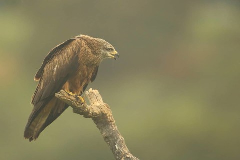 Black Kite (Milvus migrans), nature photography, Torrejon El Rubio, Monfragüe, Extremadura, Spain