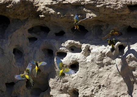 Burrowing Parrot (Cyanoliseus patagonus), Chubut, Argentina