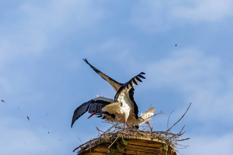 White stork (Ciconia ciconia), pair on the nest, nest cleaning, Affenberg, Salem, Lake Constance