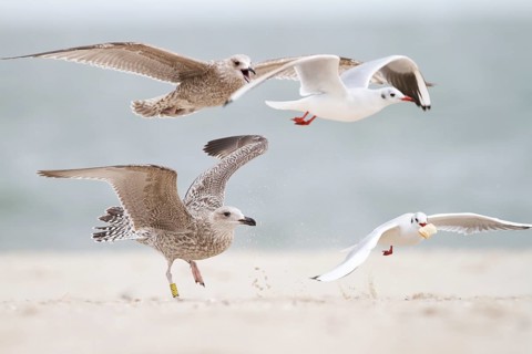 European Herring Gull & Black-headed Gull (Larus argentatus & Chroicocephalus ridibundus),