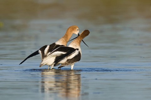 American Avocet (Recurvirostra americana), Arizona, USA