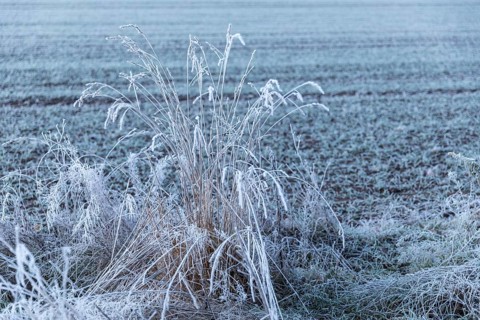 Blades of grass with hoarfrost at sunrise, Elbe meadows near Coswig, Saxony, Germany