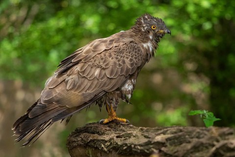 European Honey Buzzard (Pernis apivorus), Subotica, Serbia