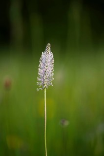 Flowering Hoary Plantain (Plantago media), Close Up, Frankfurt, Hesse, Germany