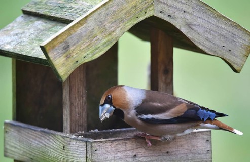 Hawfinch (Coccothraustes coccothraustes) eats sunflower seeds at the birdhouse
