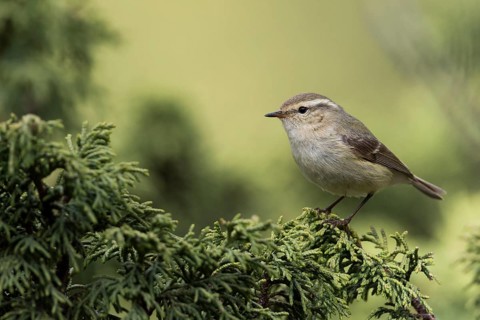Humes Leaf Warbler - Tienschan-Laubsänger - Phyllsocopus humei ssp. humei, Kyrgyzstan