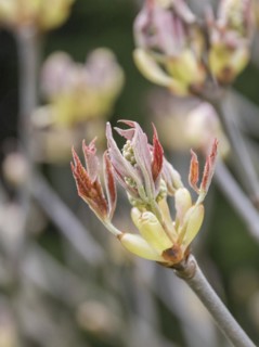 Horse chestnut (Aesculus × mutabilis 'Induta'), Cambridge Botanical Garden, 222