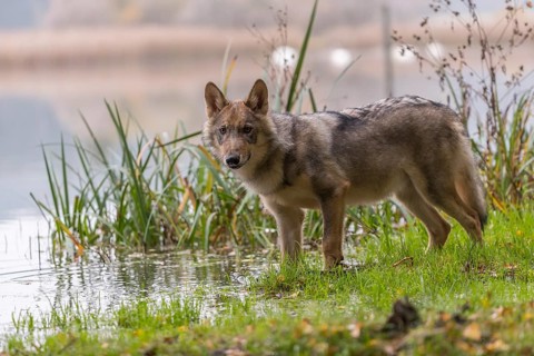 One young male eurasian gray wolf (Canis lupus lupus) standing at the shore of a lake, drinking