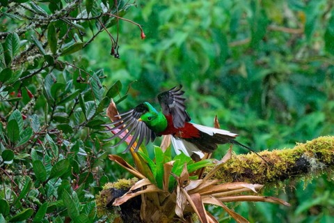 Male Resplendent quetzal (Pharomachrus mocinno) in flight, Costa Rica