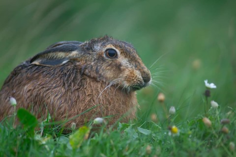 European brown hare (Lepus europaeus) adult animal in grassland during a rain storm, England,