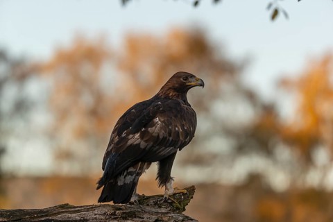 One golden eagle (Aquila chrysaetos) sitting on a broken and rotting log with fall foliage in the