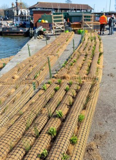 Biomatrix floating plant ecosystem products being prepared for use in the Floating Harbour,