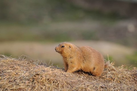 A meerkat stands at attention on a sandy hill in the wild, black-tailed prairie dog (Cynomys