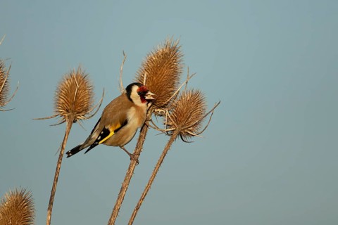 European goldfinch (Carduelis carduelis) adult bird feeding on a Teasel seedhead in winter, RSPB