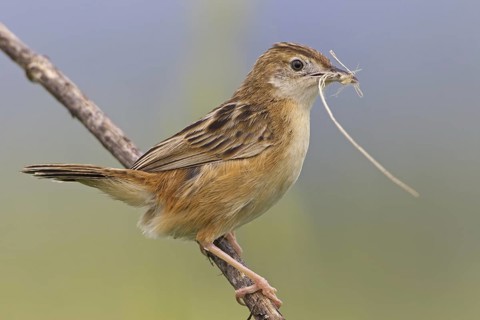 Zitting Cisticola (Cisticola juncidis), Mallorca, Spain