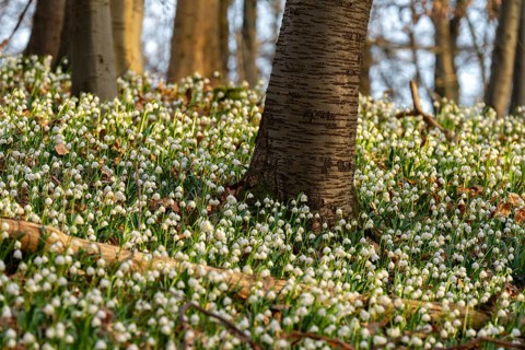 Blooming spring knotweed (Leucojum vernum), also known as marsh fritillary, covers the ground of a