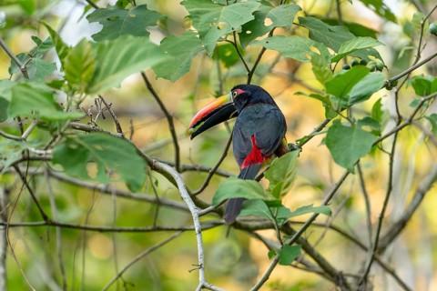 Fiery billed aracari holding fruit in beak while perched on branch, close view, Osa Peninsula,