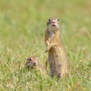 European ground squirrel (Spermophilus citellus) standing upright in a meadow, Burgenland Austria