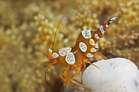 Hohlkreuzgarnele, Thor amboinensis Squat Anemone Shrimp, Thor amboinensis